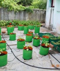 dharneesh growbag